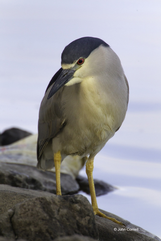 Black-crowned Night Heron;Heron;Nycticorax nycticorax;One;avifauna;bird;birds;color image;color photograph;feather;feathered;feathers;natural;nature;outdoor;outdoors;wild;wilderness;wildlife
